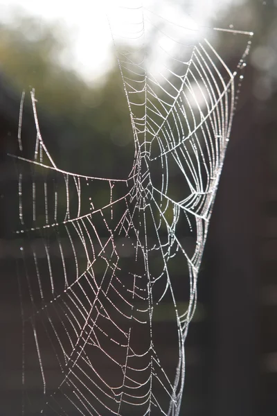 stock image Morning dew on spider web beauty close-u