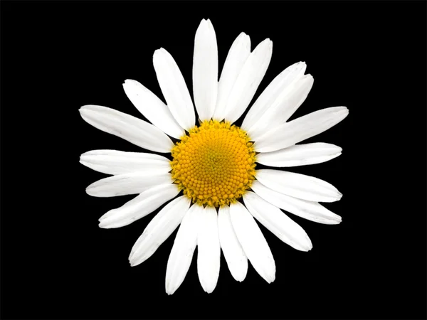 stock image Chamomile flower