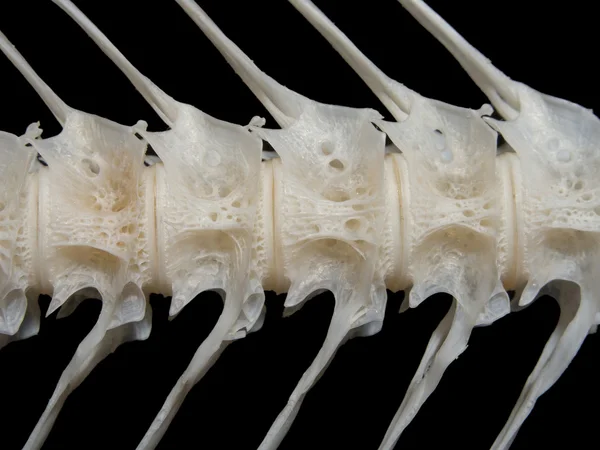 Peixe-marinho osso branco — Fotografia de Stock