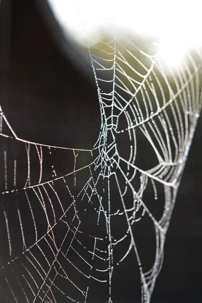 Stock image Morning dew on spider web