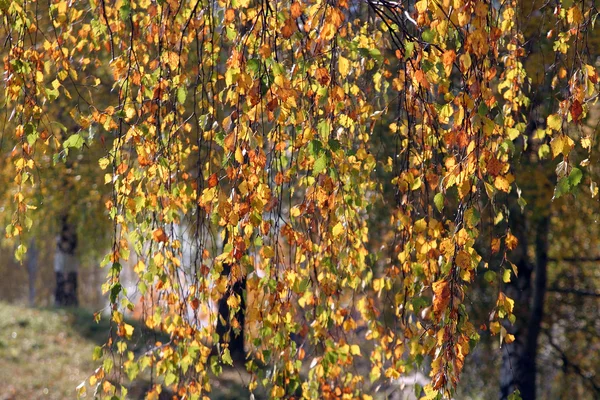 Žluté listy na podzim — Stock fotografie
