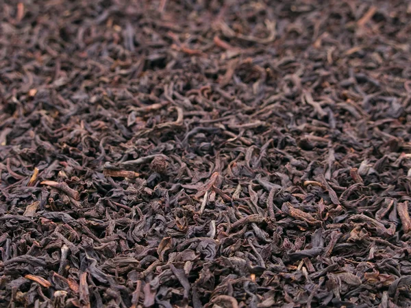 Stock image Tea crop