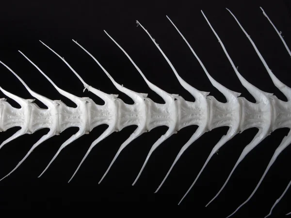 Meeresfisch Weißes Knochen — Stockfoto
