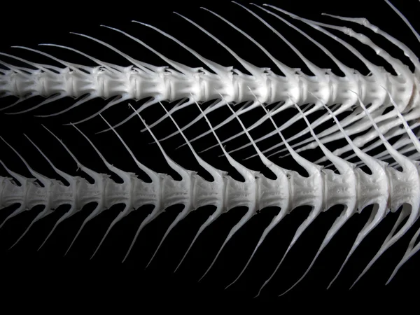 Pesce di mare osso bianco — Foto Stock
