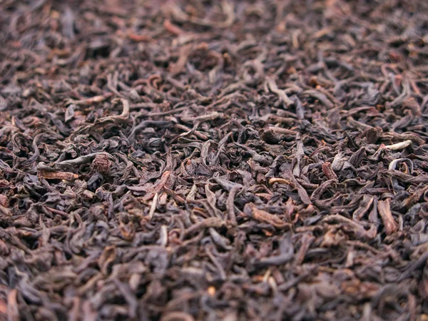 stock image Tea crop