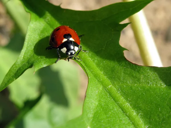 Escarabajo insecto —  Fotos de Stock
