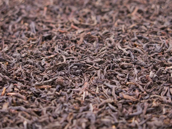 stock image Tea crop