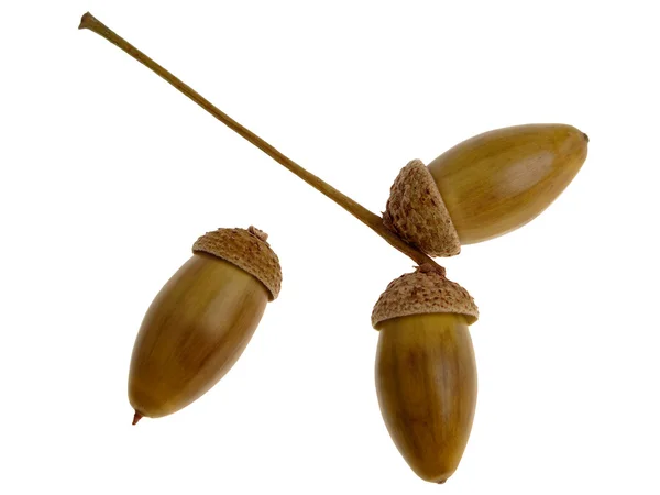 Oak acorn — Stock Photo, Image