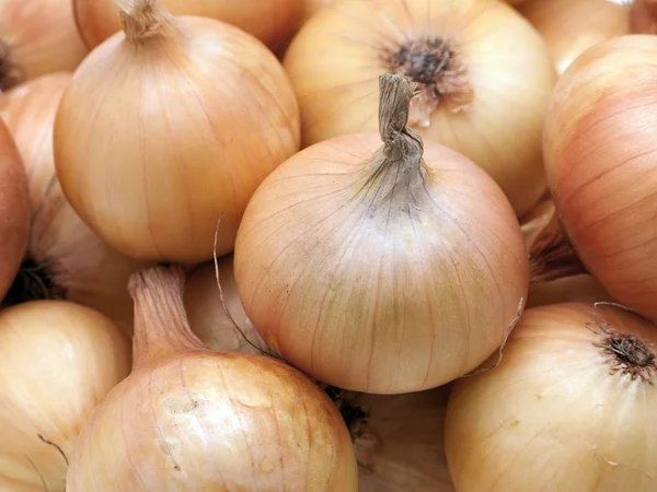 stock image Onion food