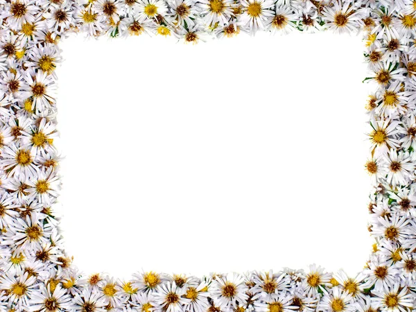 stock image Flower background