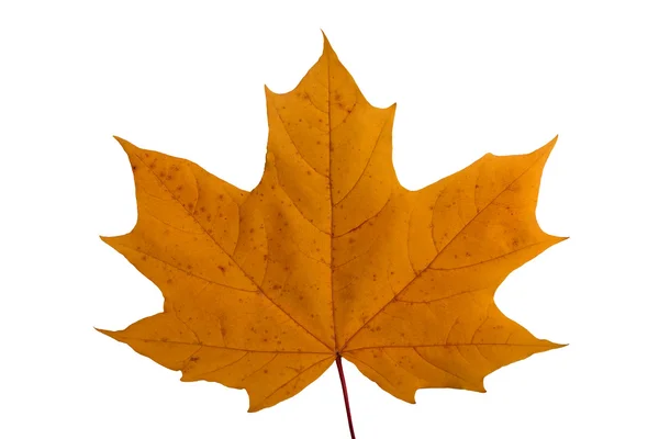 カエデの葉 — ストック写真