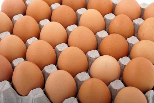 鶏の卵 — ストック写真