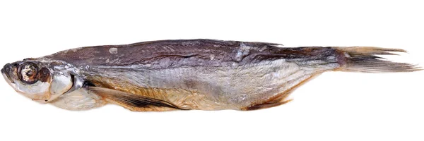 Stockfish — Stock fotografie