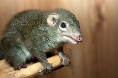 Tupaia glis clipart