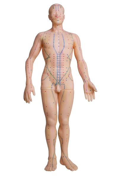 stock image Rubber mannequin with massage pressure p