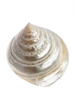 Cone Shell clipart