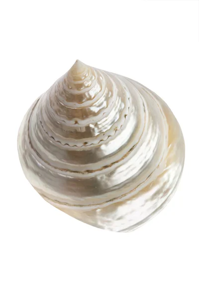 Kužel shell — Stock fotografie