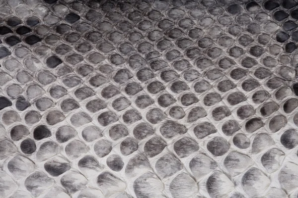 Tessitura di pelle di serpente o coccodrillo — Foto Stock