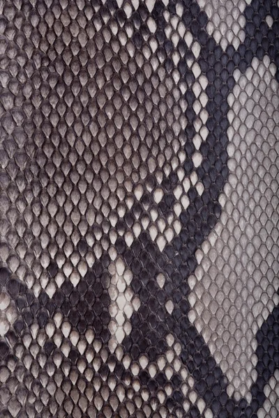 Textura de pele de cobra ou crocodilo — Fotografia de Stock