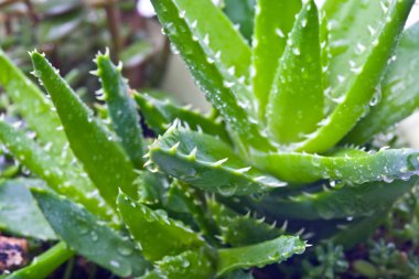 aloe vera