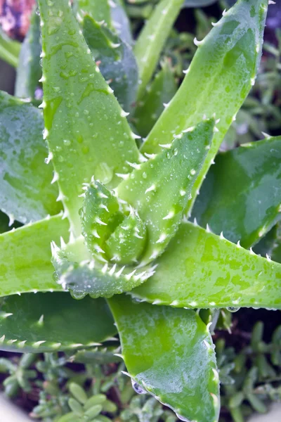 Aloe vera — Photo