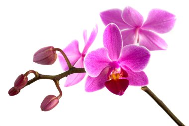 Orchid phalaenopsis clipart