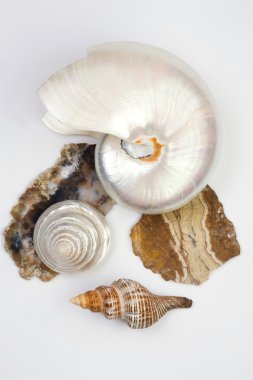 Shells and stones clipart