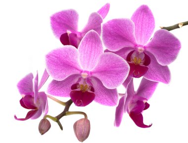 Orchid phalaenopsis clipart