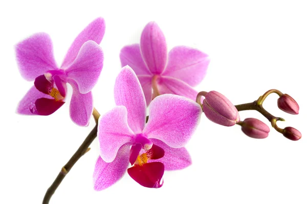 Orchidej phalaenopsis — Stock fotografie