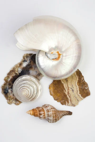 Shells and stones — Stock Photo, Image