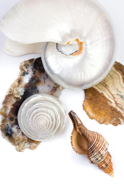 Shells and stones — Stock Photo, Image