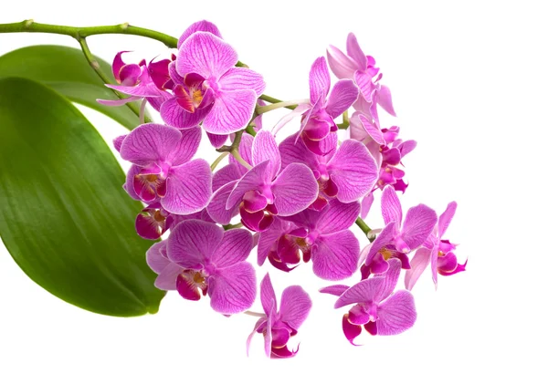 Orchidée Phalaenopsis — Photo