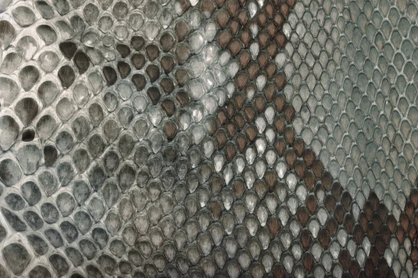 Snake skin texture — Stock Photo, Image