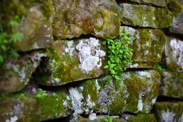 stock image Stubborn plant