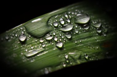 Green leaf and drop background clipart