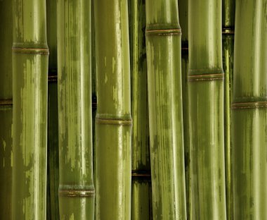güzel bambu arka plan