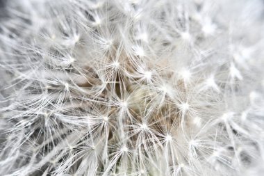 Dandilion detail