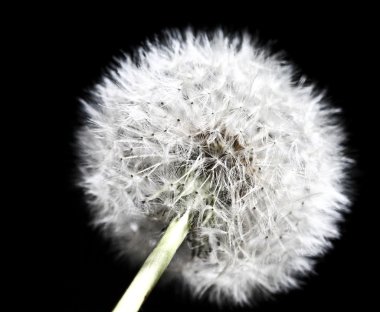 Dandilion detail