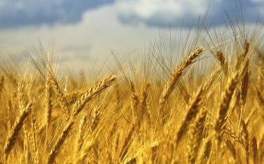 Wheat background clipart