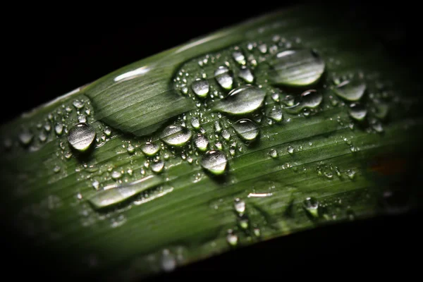 녹색 잎과 하락 배경 — 스톡 사진