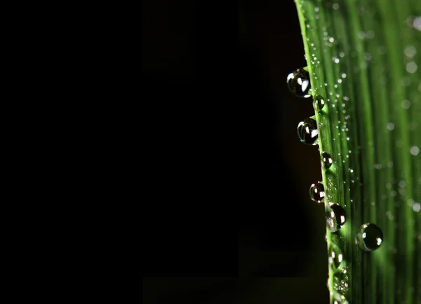 Folha verde e gota — Fotografia de Stock