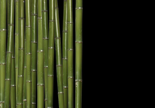 Harde bamboe — Stockfoto