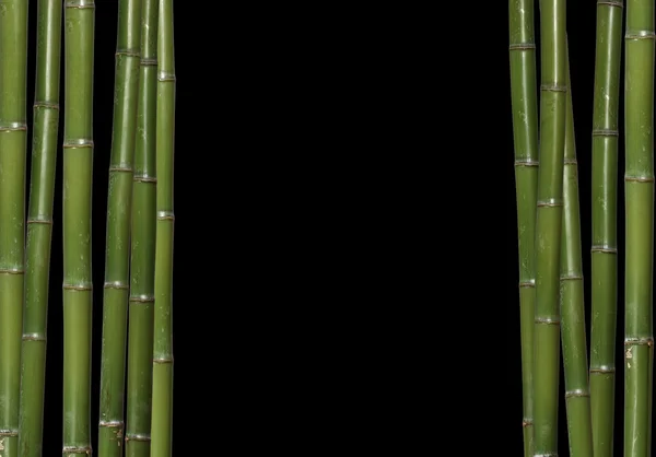 Fondo de bambú duro — Foto de Stock