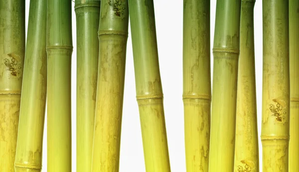 Amplio fondo de bambú duro — Foto de Stock