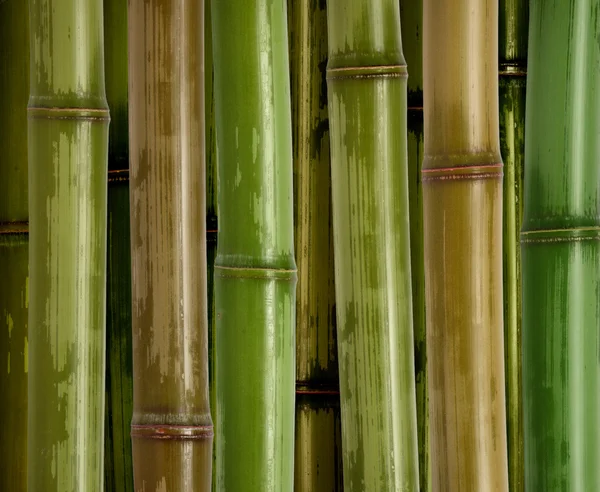 Bambus szeroki twardy tło — Zdjęcie stockowe