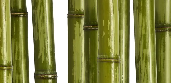 広い竹の背景 — ストック写真