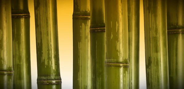 Wide hard bamboo background — Stock Photo, Image