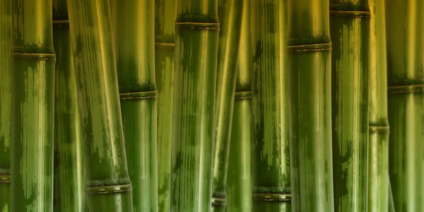 Bred hård bambu bakgrund — Stockfoto