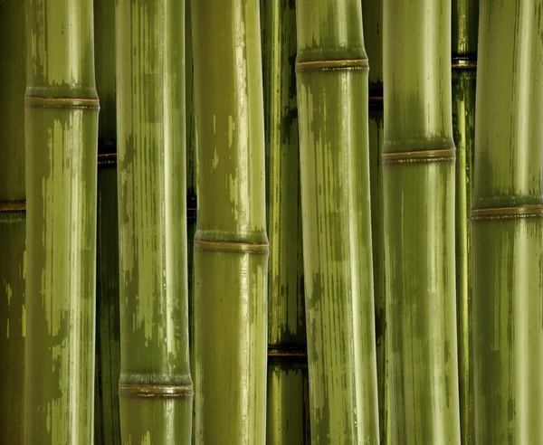 Beau fond de bambou — Photo