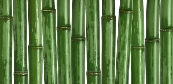 Dur fond de bambou — Photo